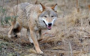 Hund uskadt efter slagsmål med formodet ulv